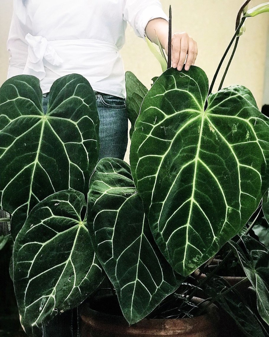 Цветок Антуриум красный