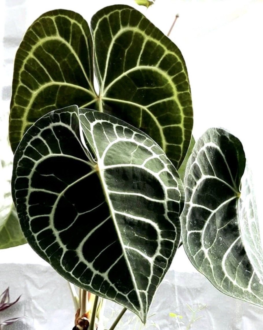 Антуриум Магнификум