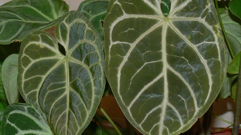 Антуриум crystallinum