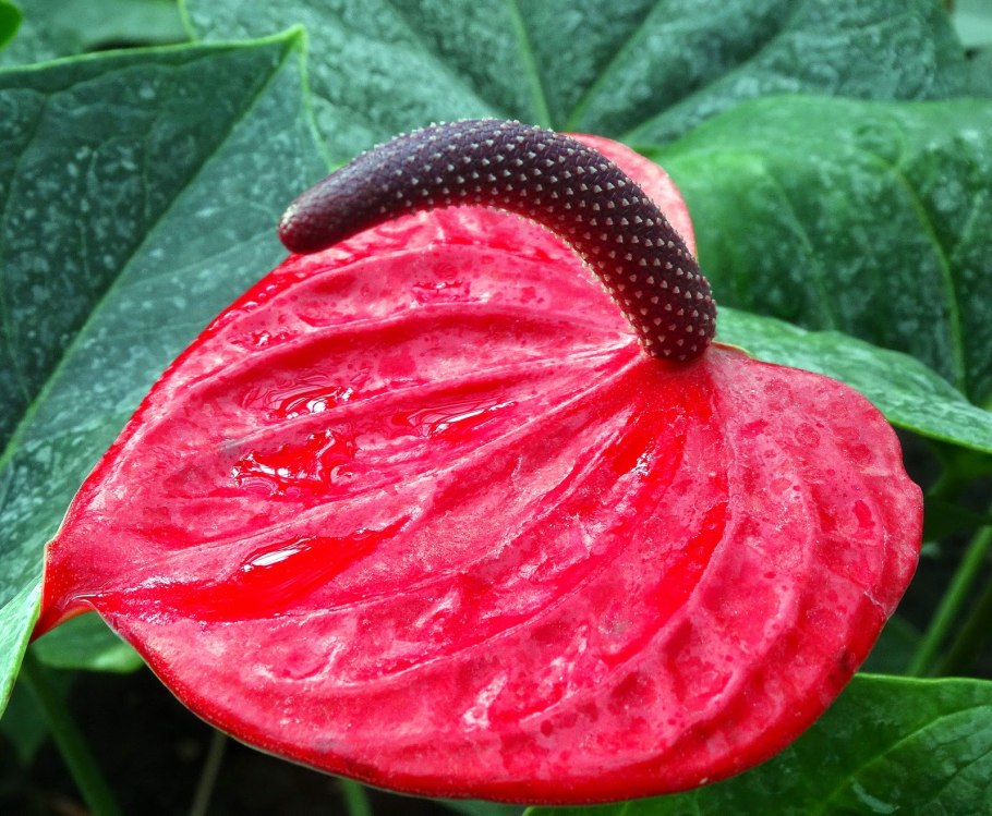 Антуриум Алексия Глориус