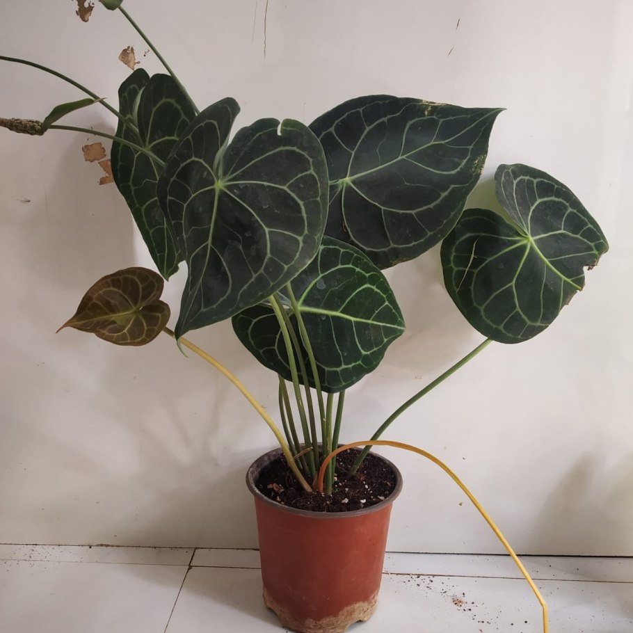 Антуриум Магнификум