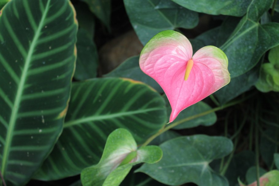 Антуриум Regale