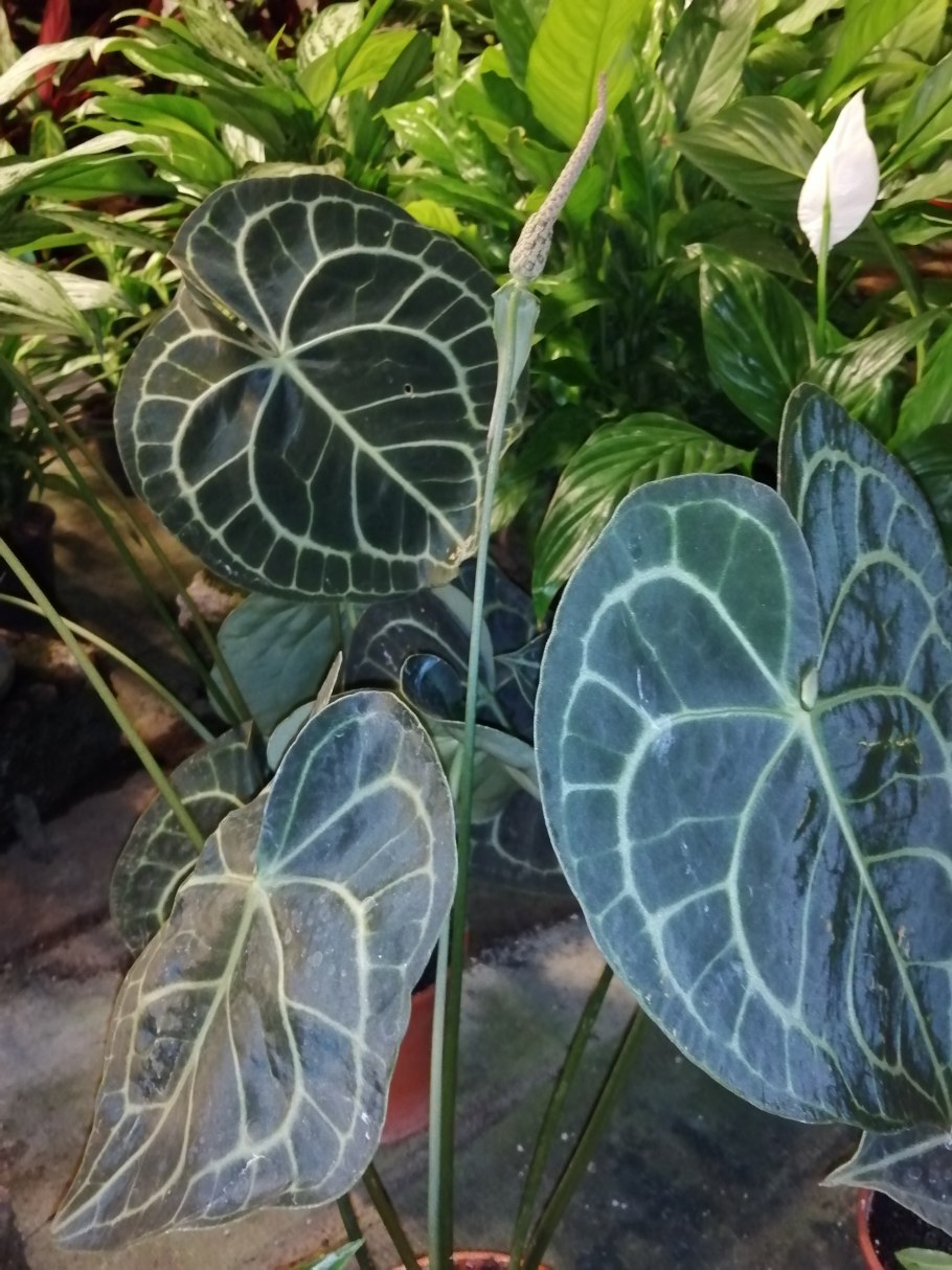 Антуриум кларинервиум