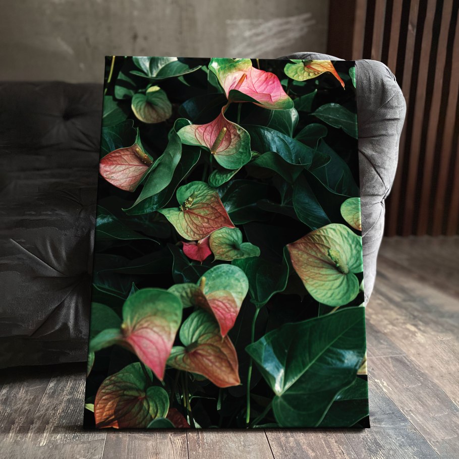 Антуриум clarinervium