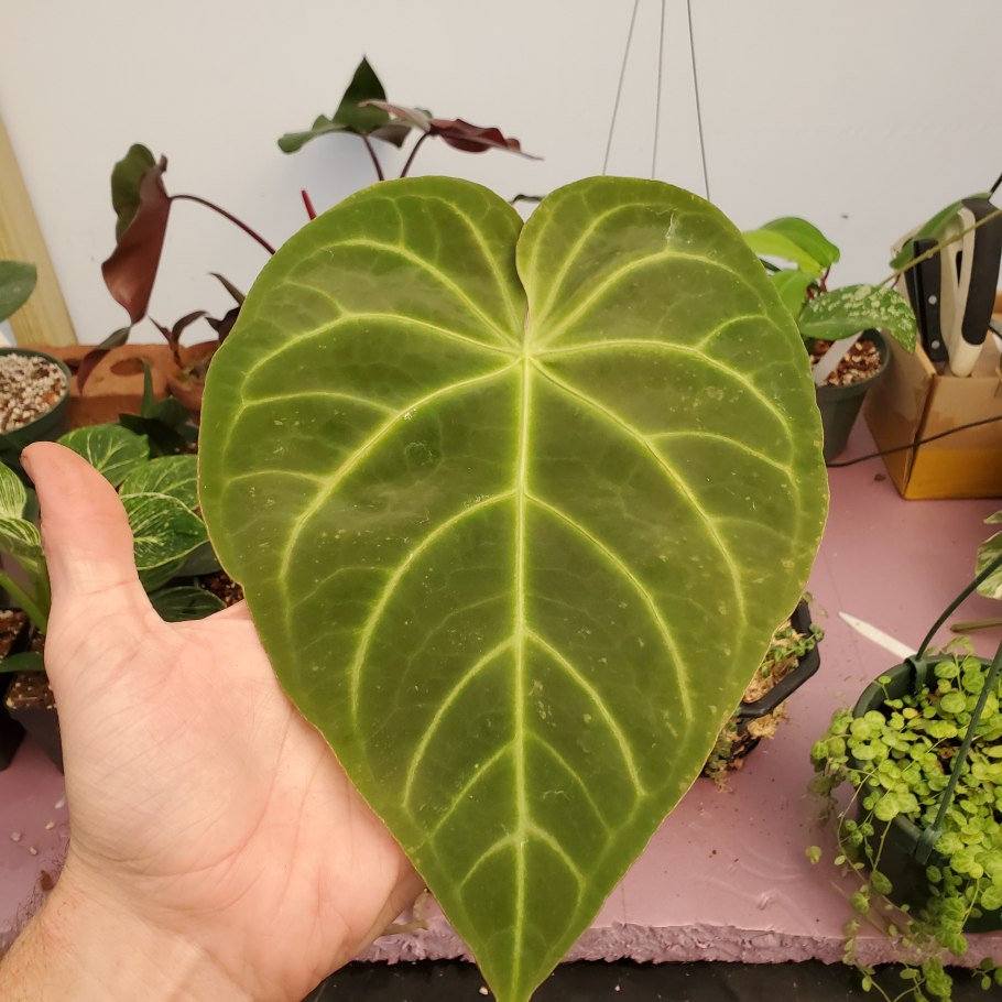 Антуриум Форгети Anthurium forgetii