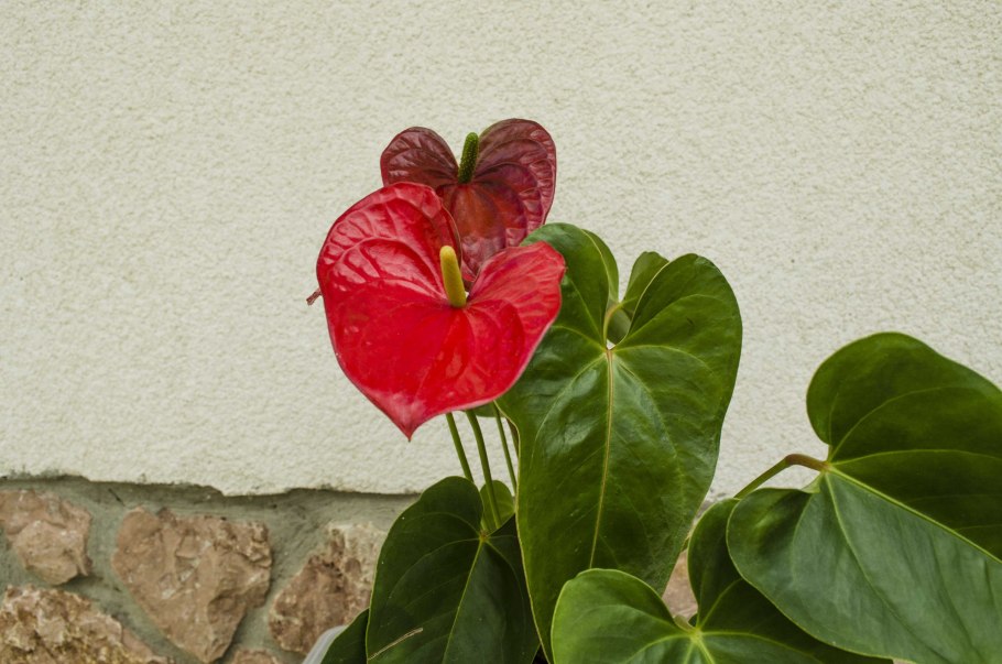 Антуриум Магнификум