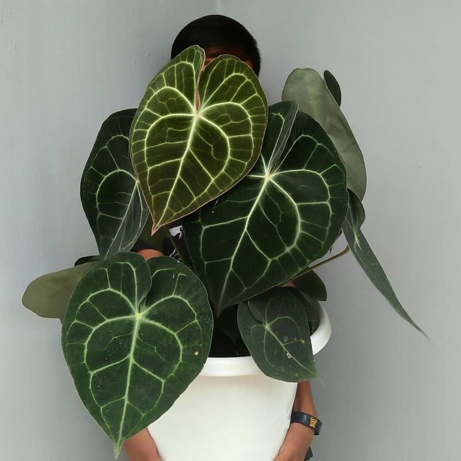 Антуриум Кларинервиум Хрустальный