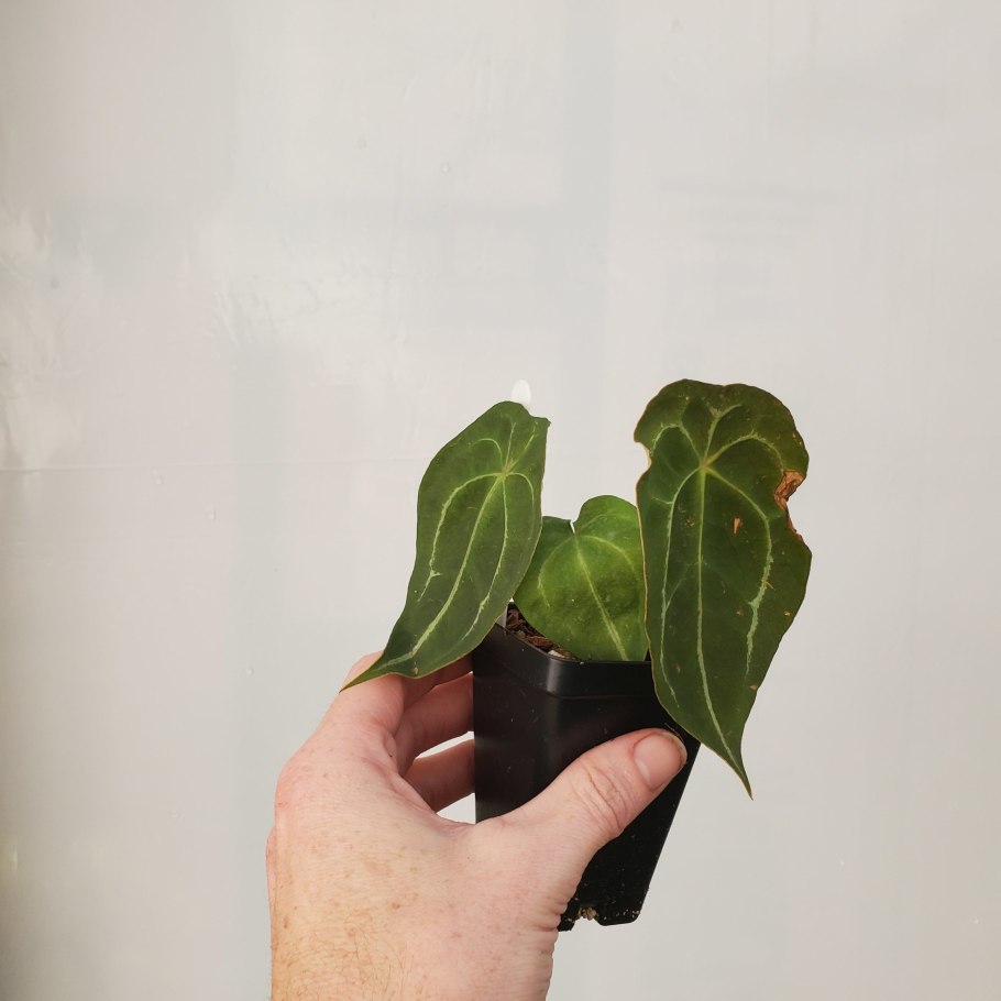 Антуриум латте