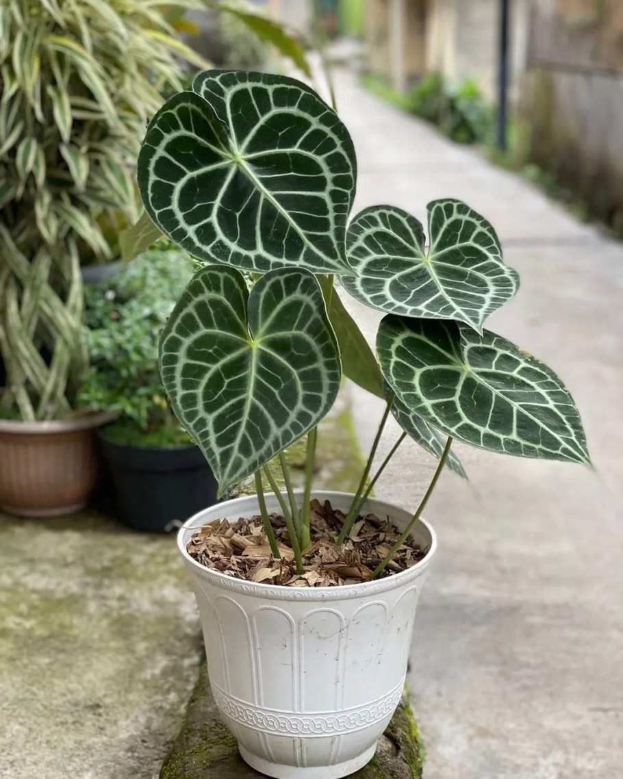 Антуриум Кларинервиум Хрустальный