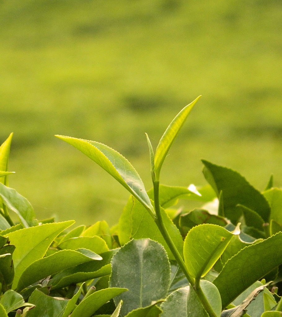 Tea Manufacturing Plant