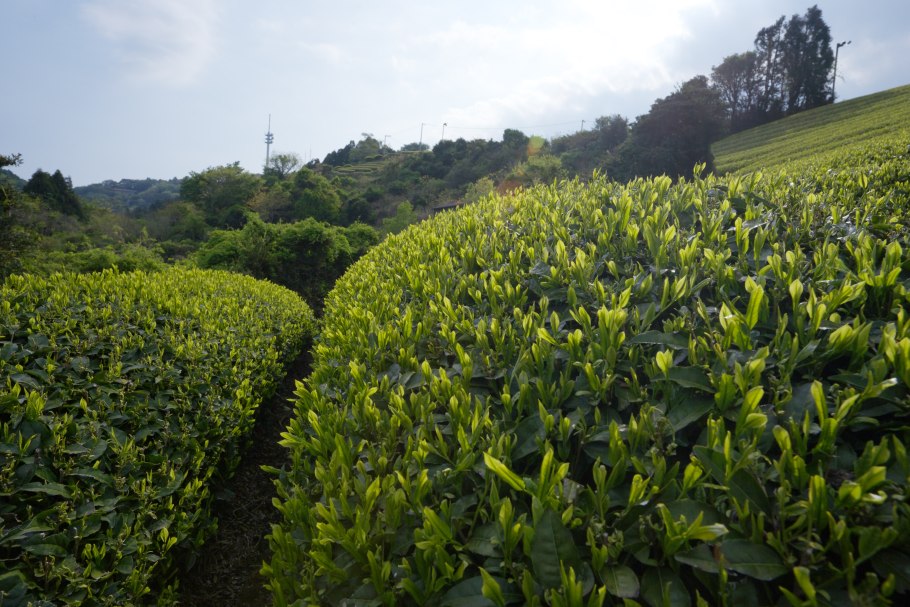 Camellia sinensis листья