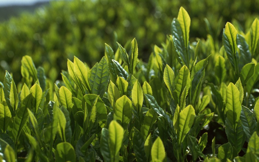 Camellia sinensis листья