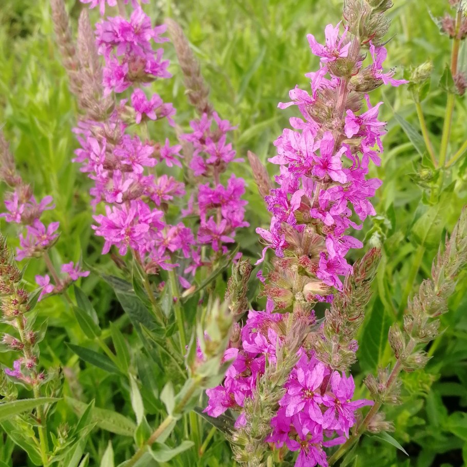 Дербенник иволистный 'Robert'