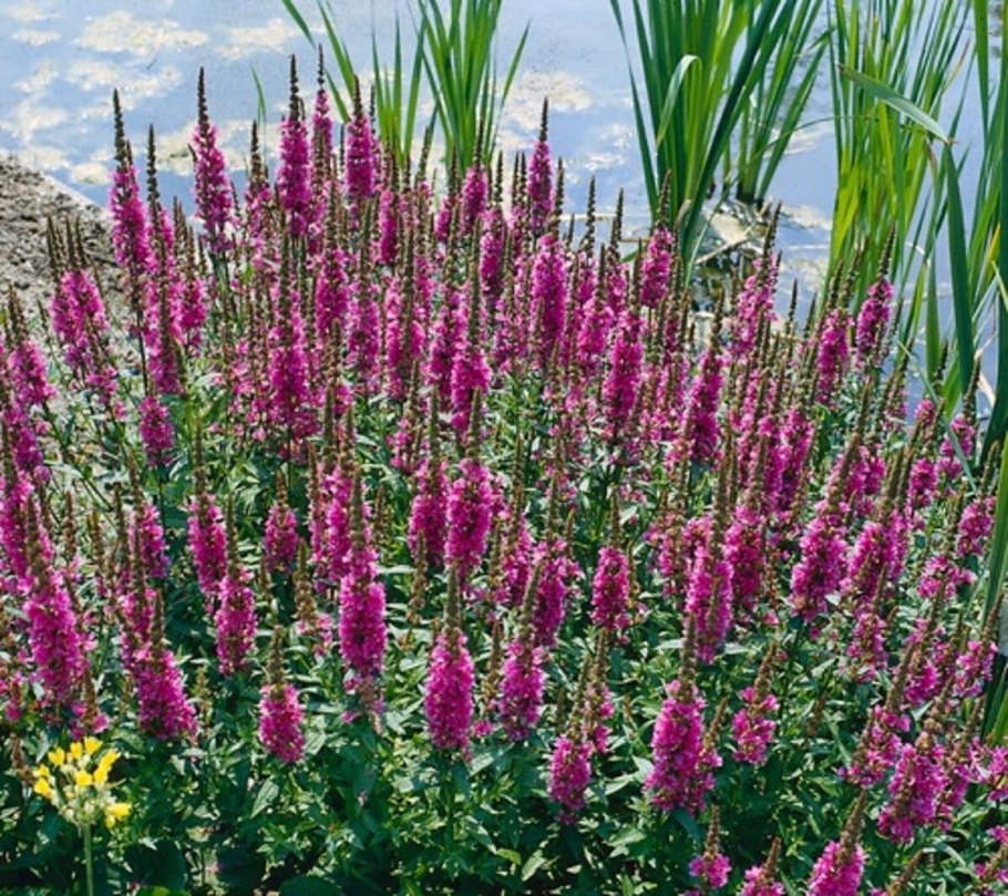 Дербенник иволистный (Lythrum salicaria &#96;Robert&#96;)