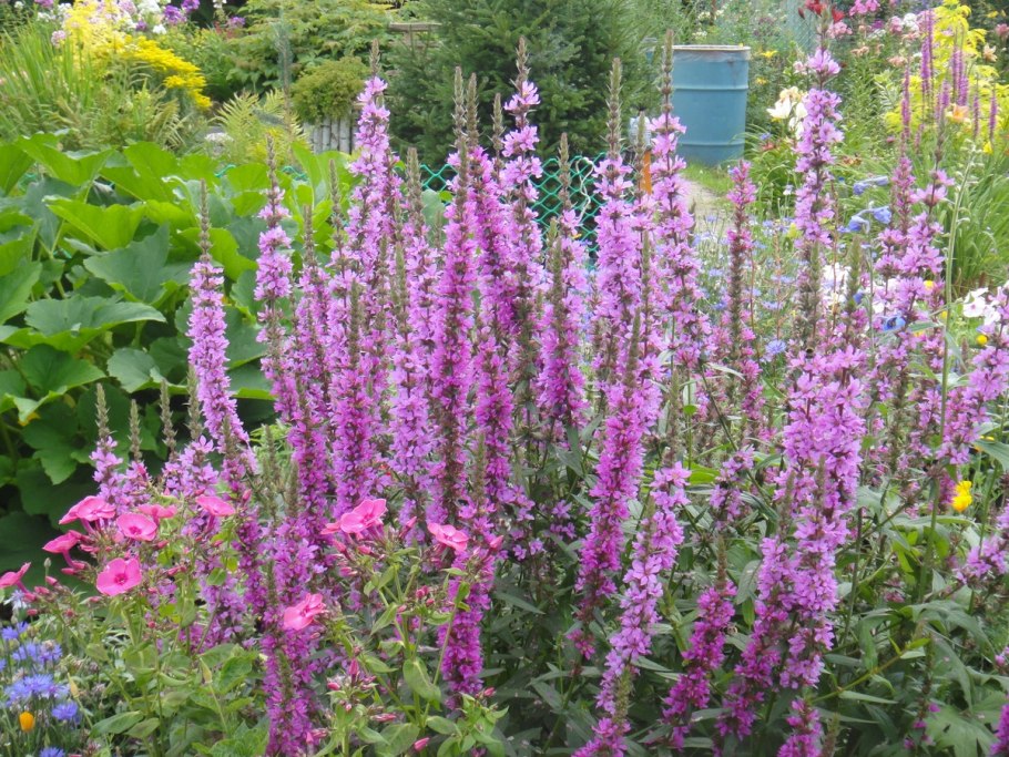 Дербенник иволистный