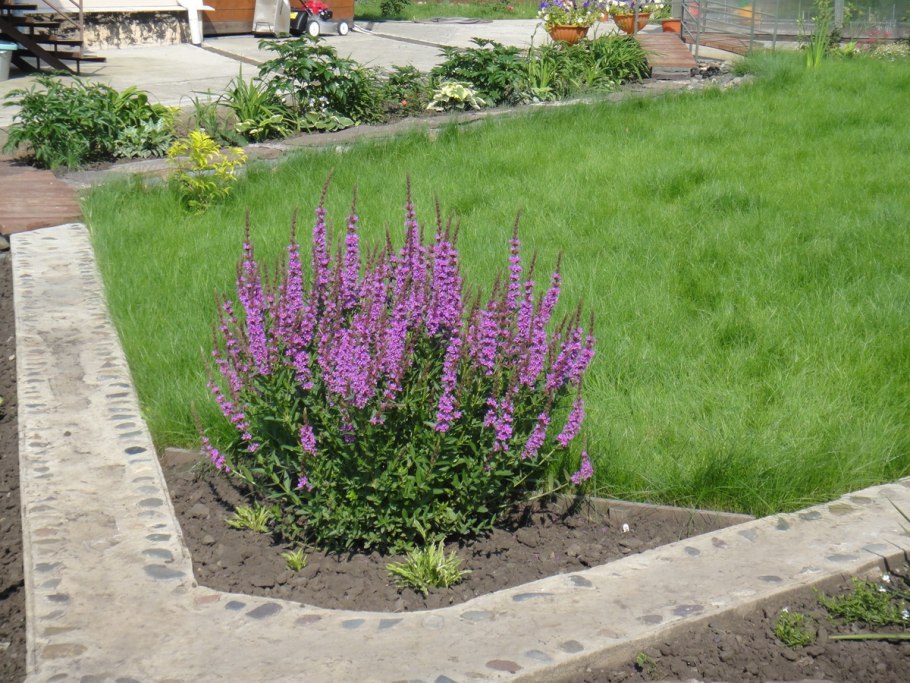 Дербенник леди Сэквилл