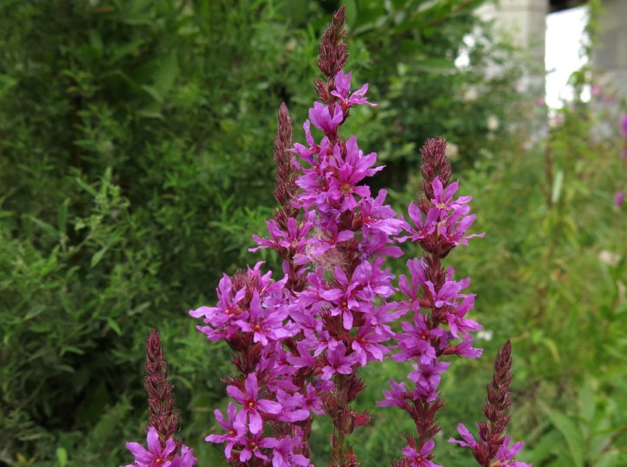 Lythrum salicaria