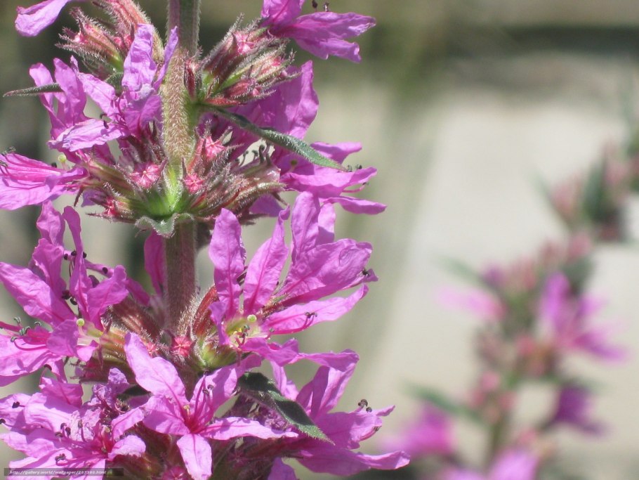 Дербенник Дропмор перпл