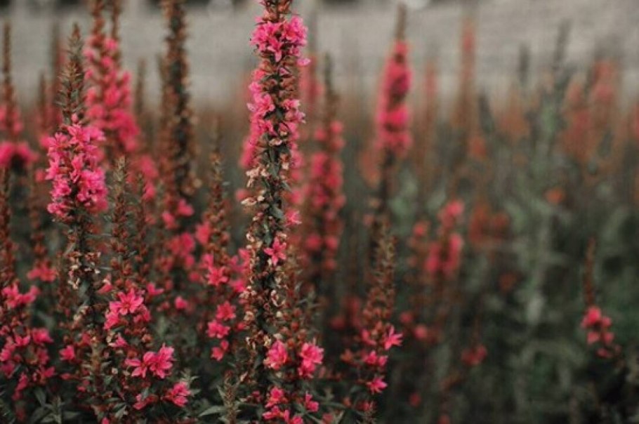 Дербенник иволистный