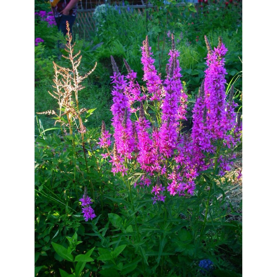 Дербенник иволистный (Lythrum salicaria)