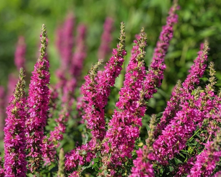 Lythrum / дербенник salicaria ’Robert’