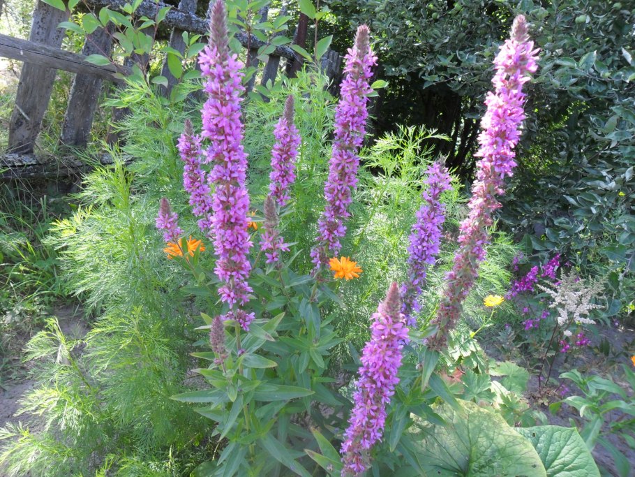 Дербенник иволистный (Lythrum salicaria &#96;blush&#96;)