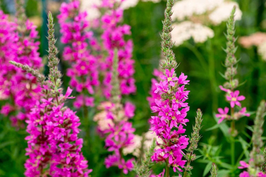 Дербенник вязолистный