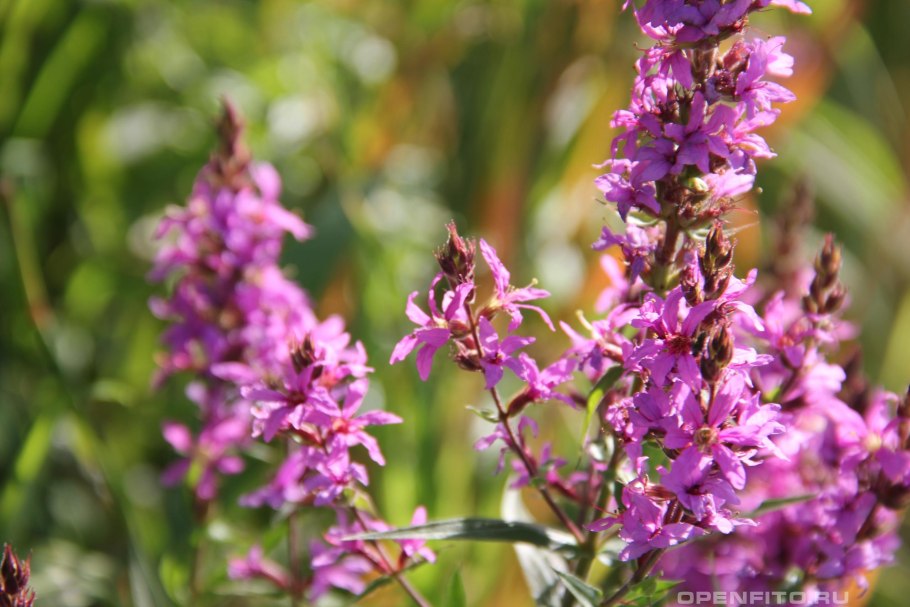 Дербенник иволистный