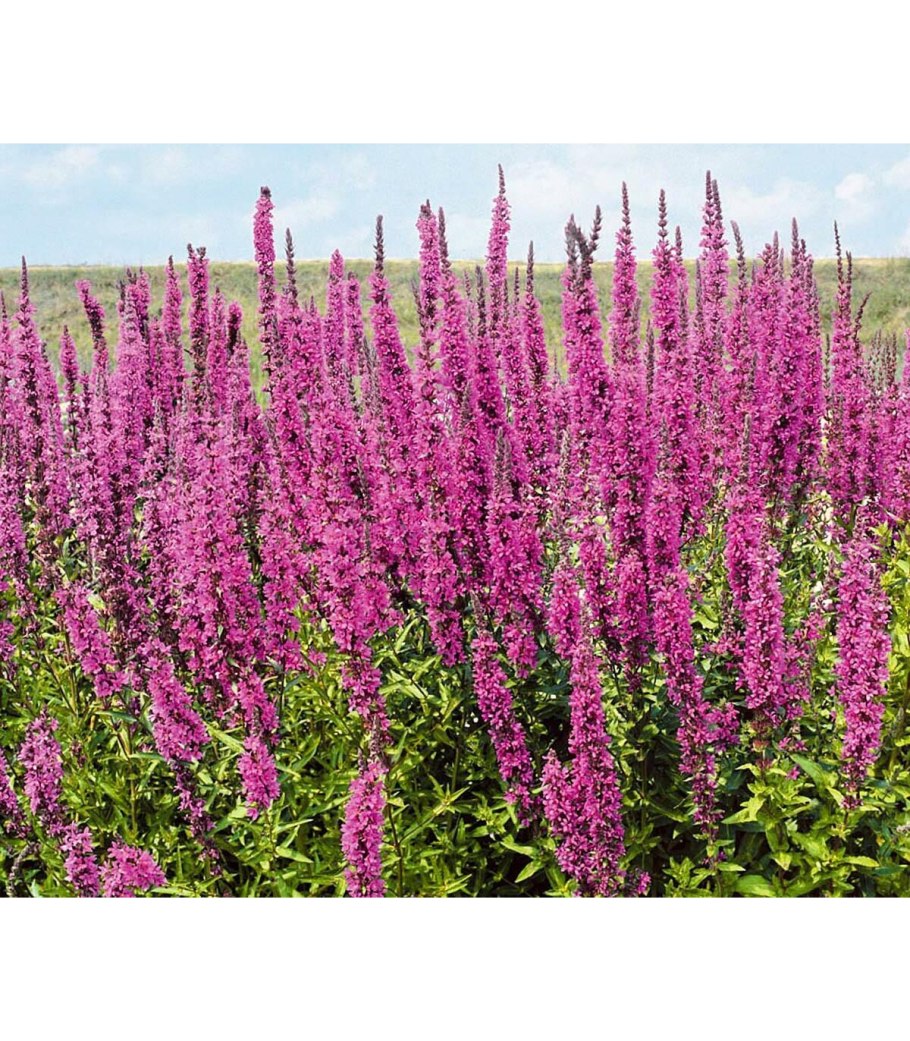 Дербенник иволистный