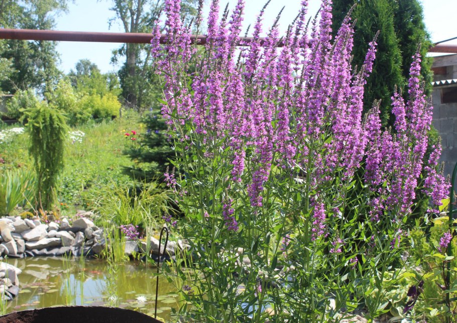 Дербенник иволистный Свирл