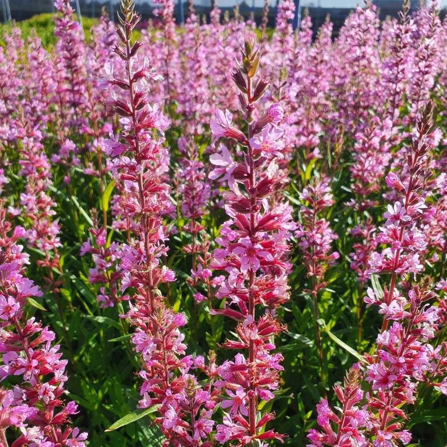 Дербенник Lady Sackville