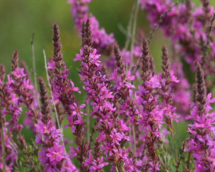 Дербенник Pink Tails