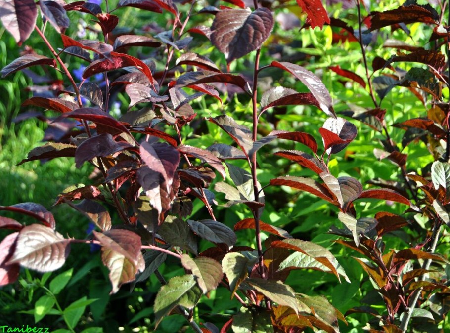 Дерен красный Свидина