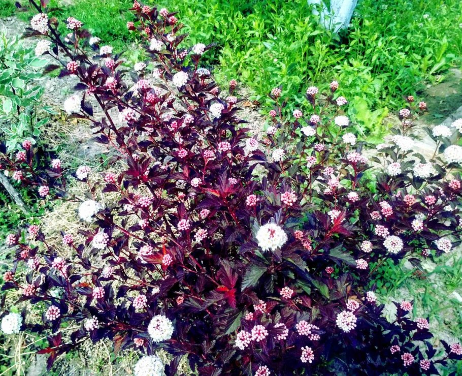 Дерен Дьябло