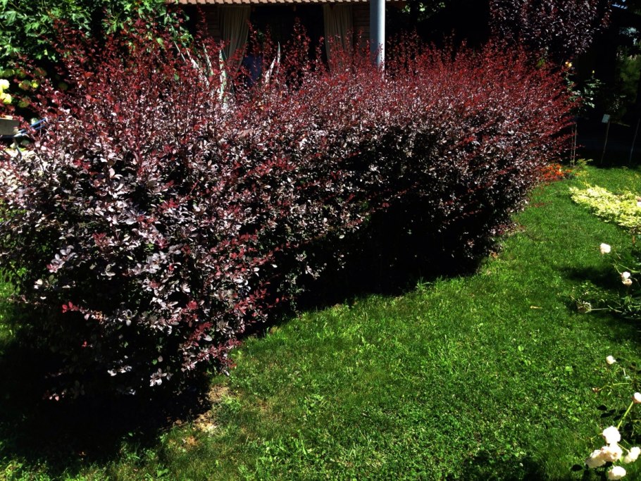 Барбарис Тунберга изгородь