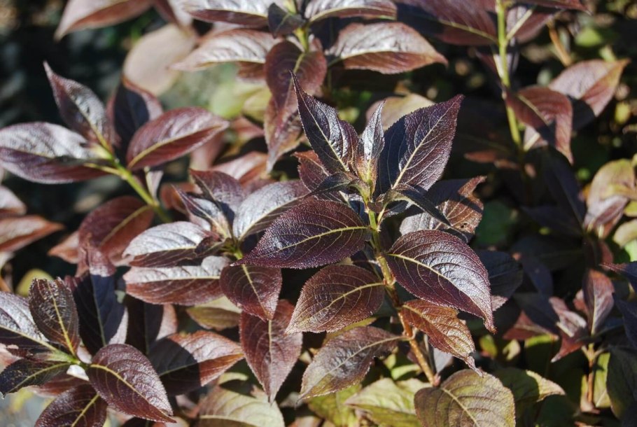 Вейгела кустарник танго