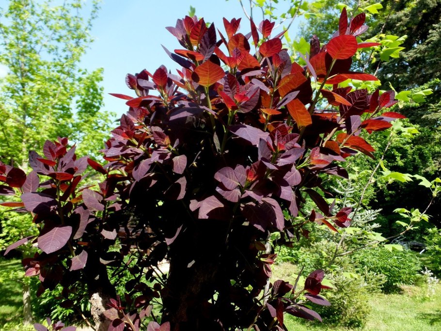 Скумпия Кожевенная Рубрифолиус