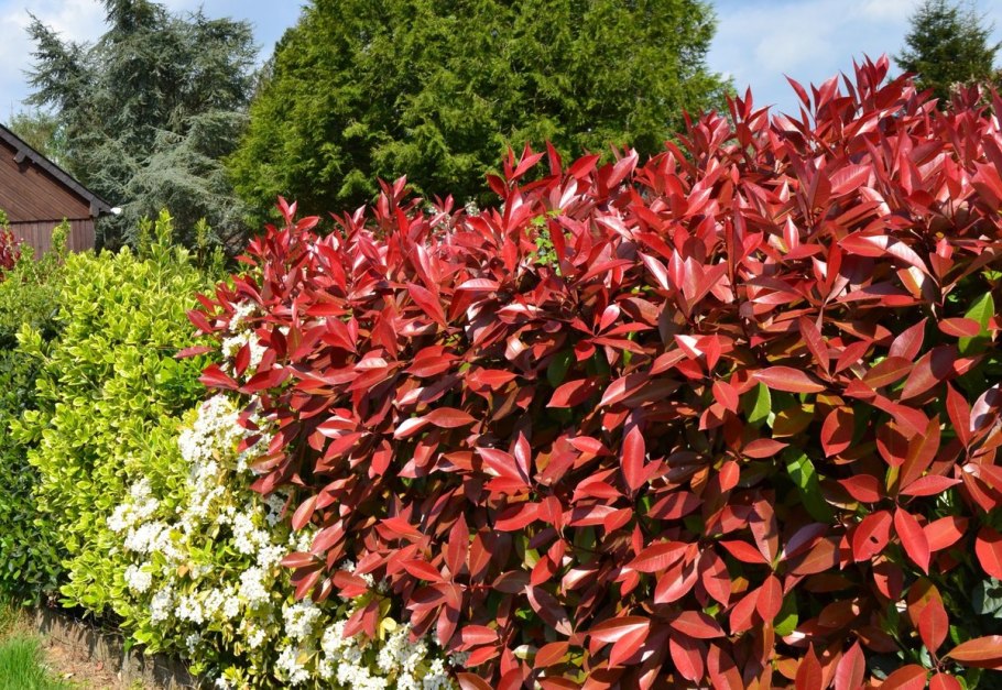 Фотиния зеленая Живая изгородь