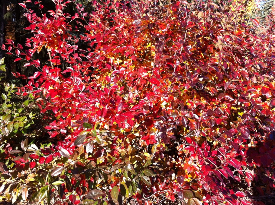 Краснолистник куст