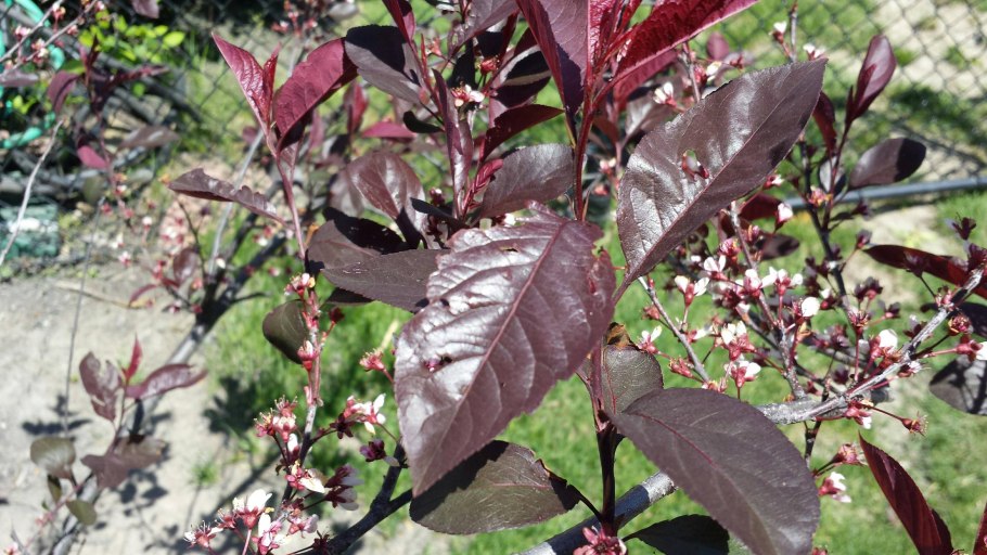 Черемуха краснолистная