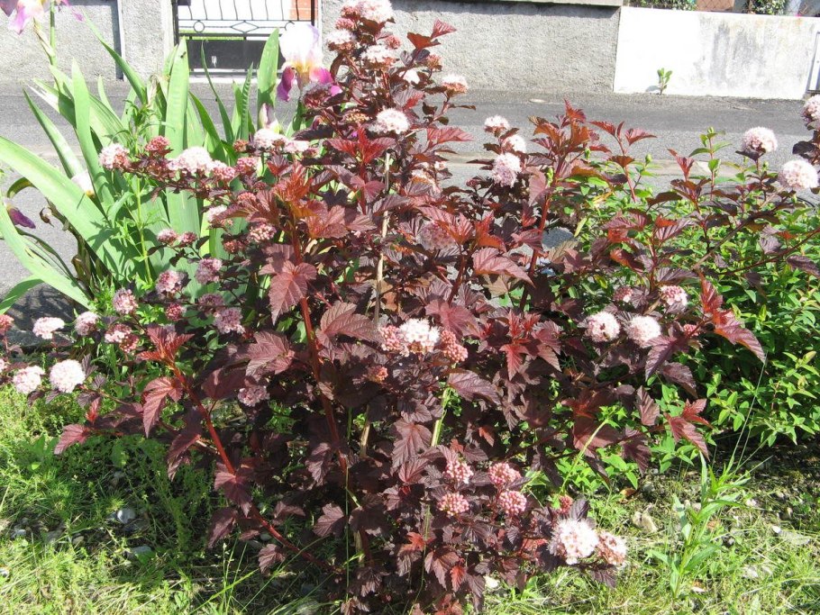 Пузыреплодник калинолистный (Physocarpus opulifolius &#96;Red Baron&#96;)