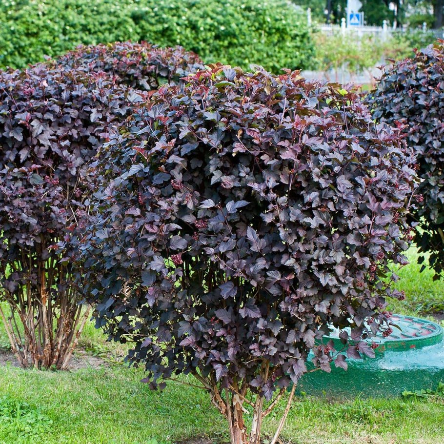 Пузыреплодник калинолистный Диаболо (с7,5)