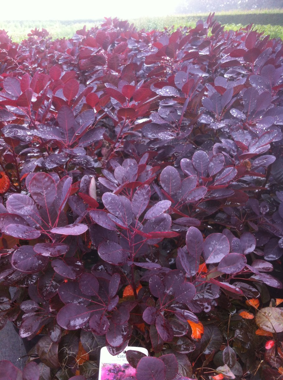 Скумпия Кожевенная краснолистная