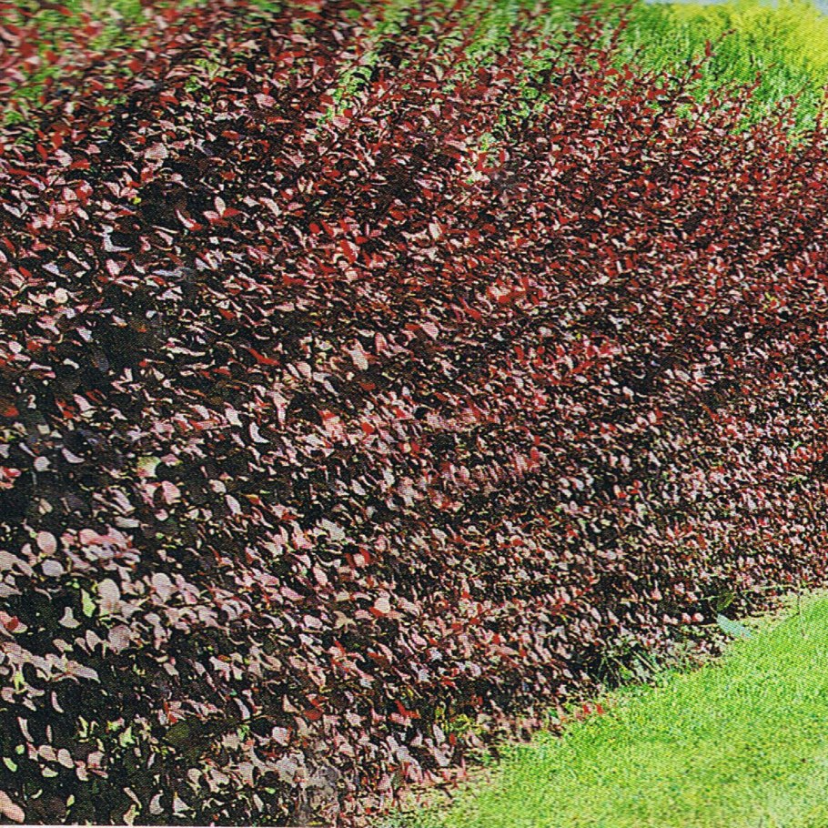 Пузыреплодник ред Барон Живая изгородь