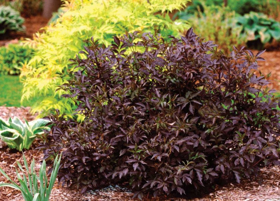 Бузина Блэк Бьюти