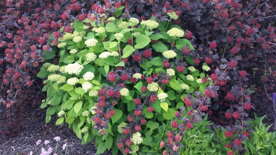 Спирея Альпенглюхен