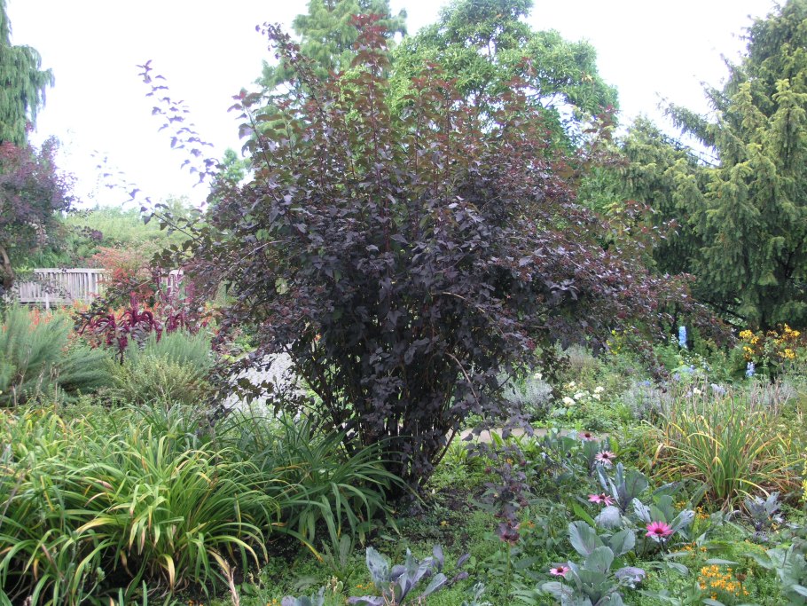 Пузыреплодник диабло в ландшафте