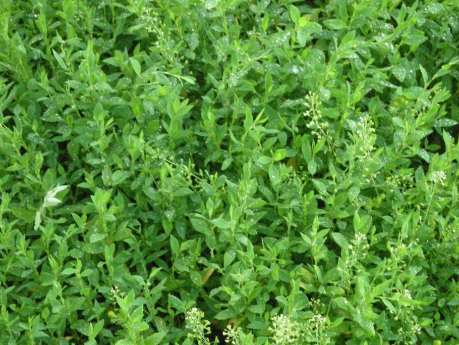 Спорыш (Горец птичий) трава