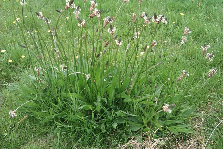 Горец птичий спорыш всходы