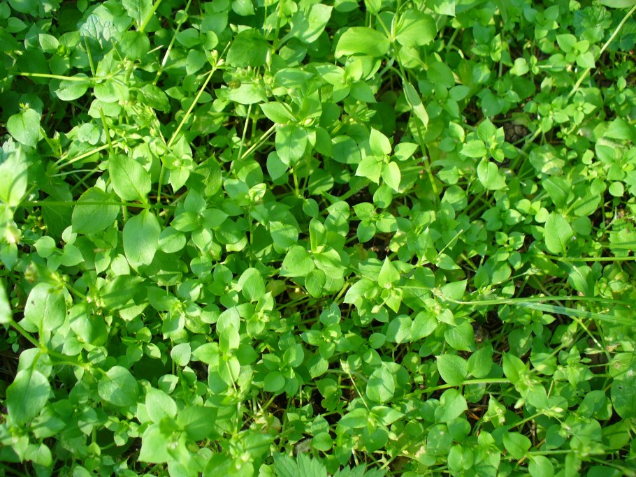 Травка с клевером